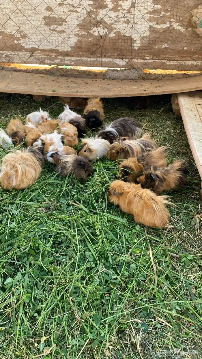 وبر هامستر 4