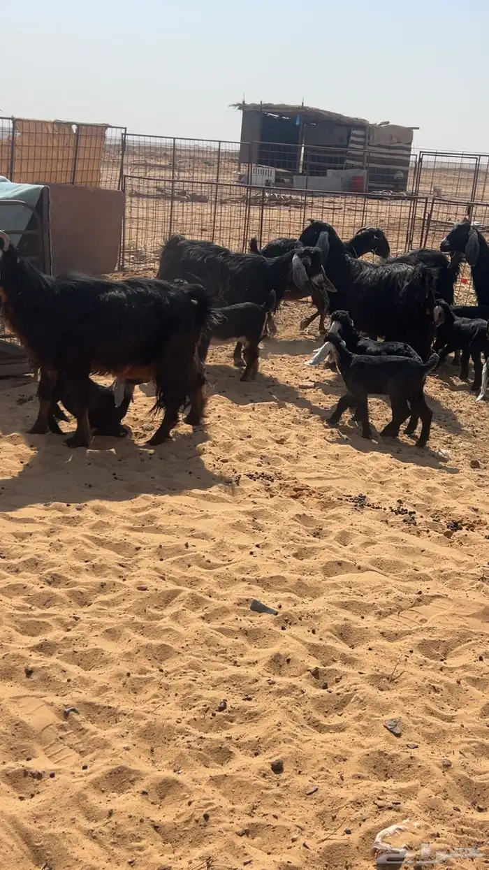 معزاء مواليد 0