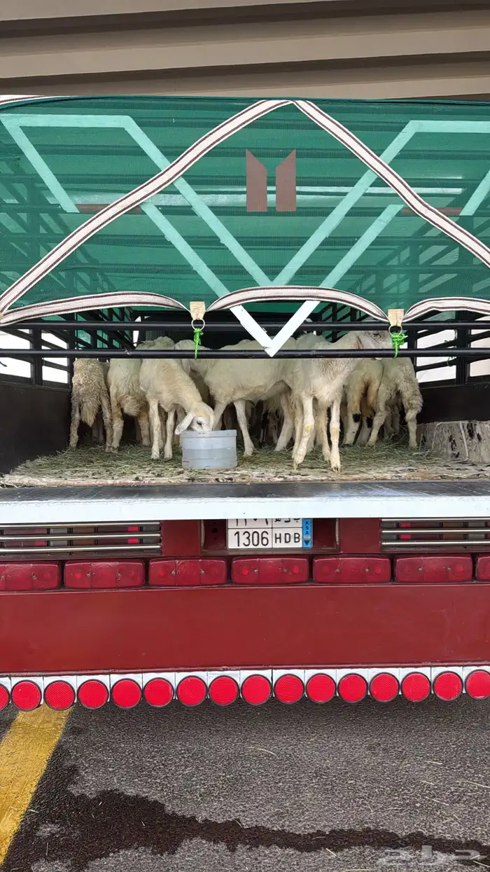 دنه دينه حلال الجنوب دنه للحلال خمسه متر 1