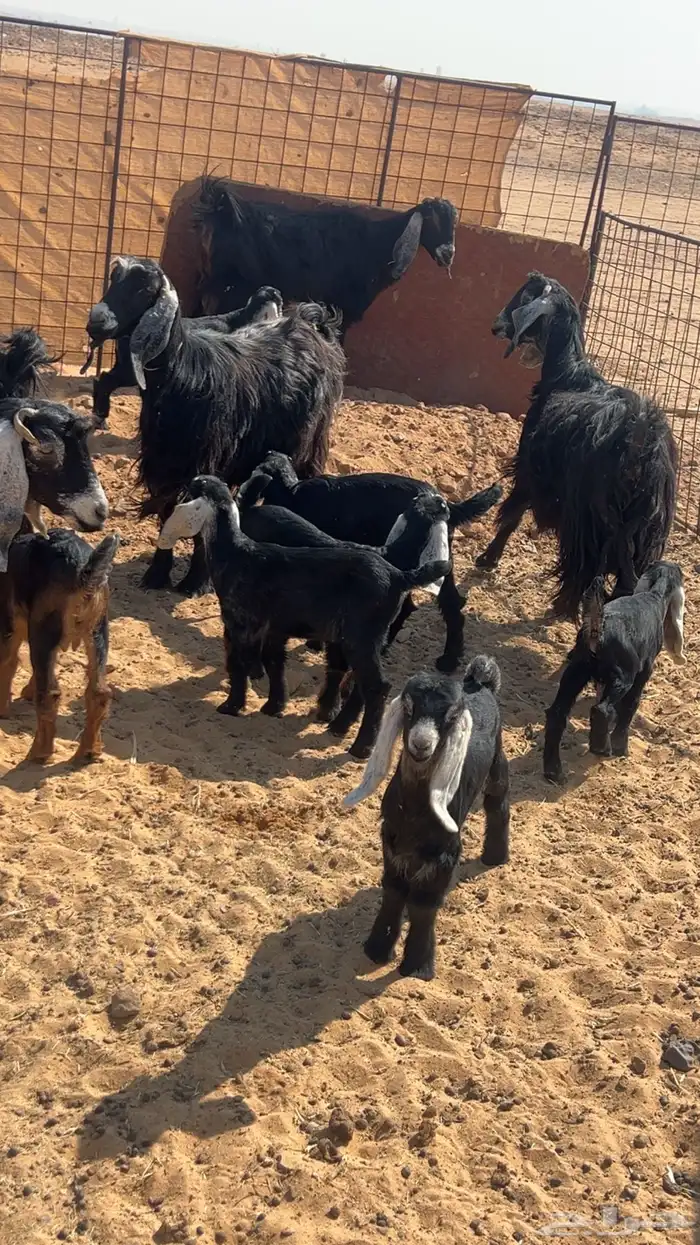 معزاء مواليد 4