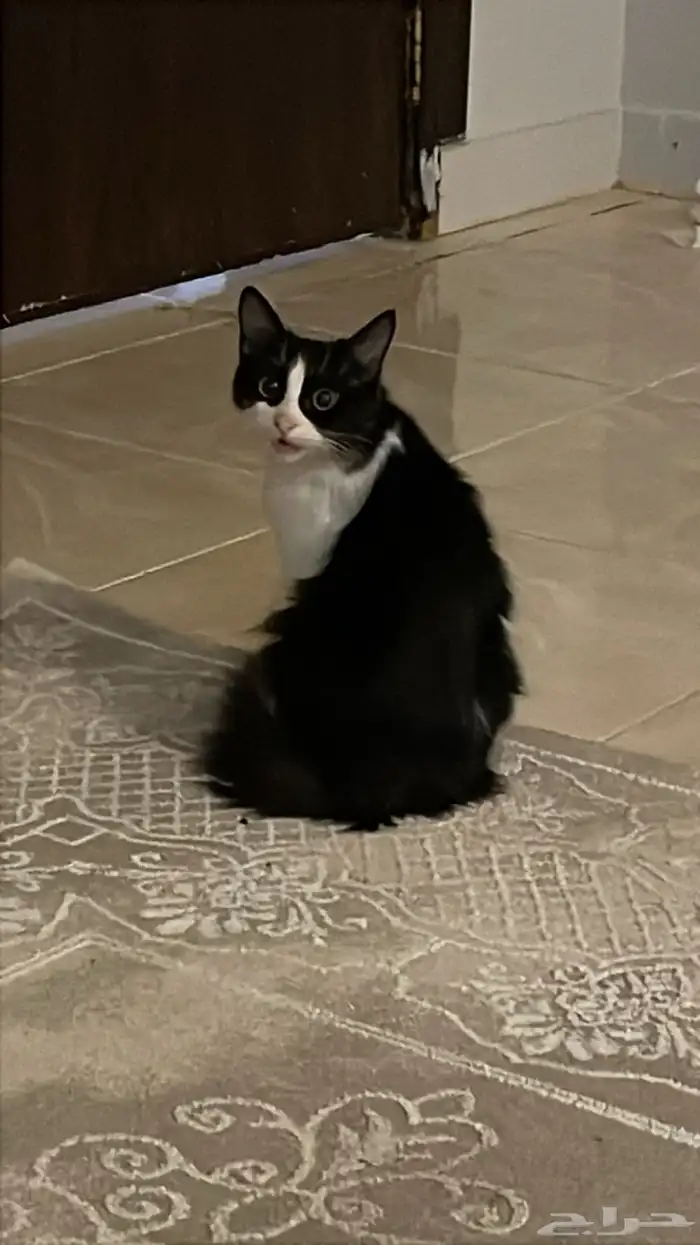 قطه للتبني 0