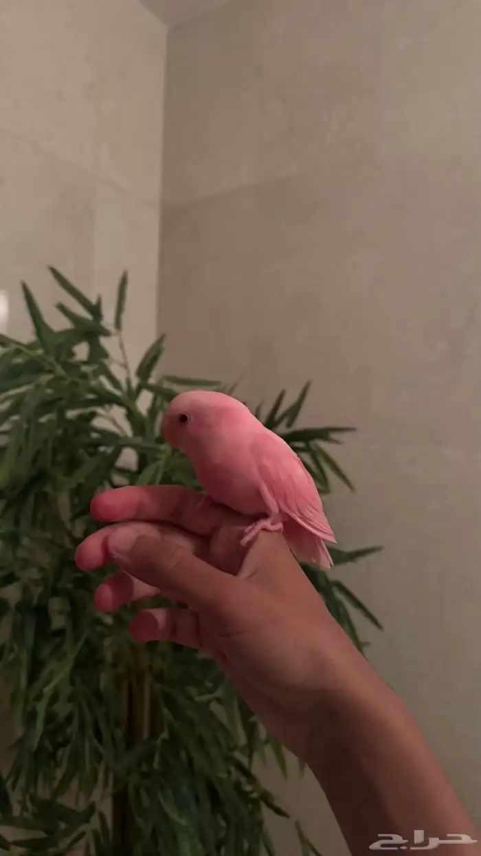 طيور بادجي وروز اليفه 6