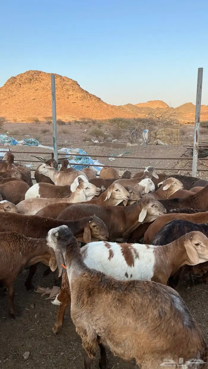 طليان سواكن حمري جادعان 2