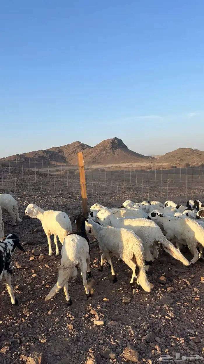 طليان سواكن شبيه الحري دمازين مرابى جادعان 20
