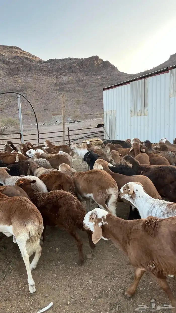 طليان سواكن حمري جادعان 28