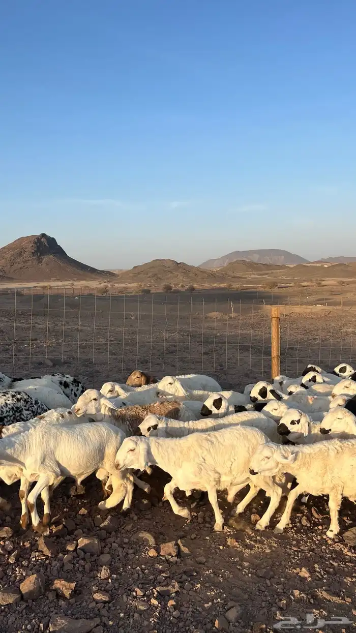 طليان سواكن شبيه الحري دمازين مرابى جادعان 7
