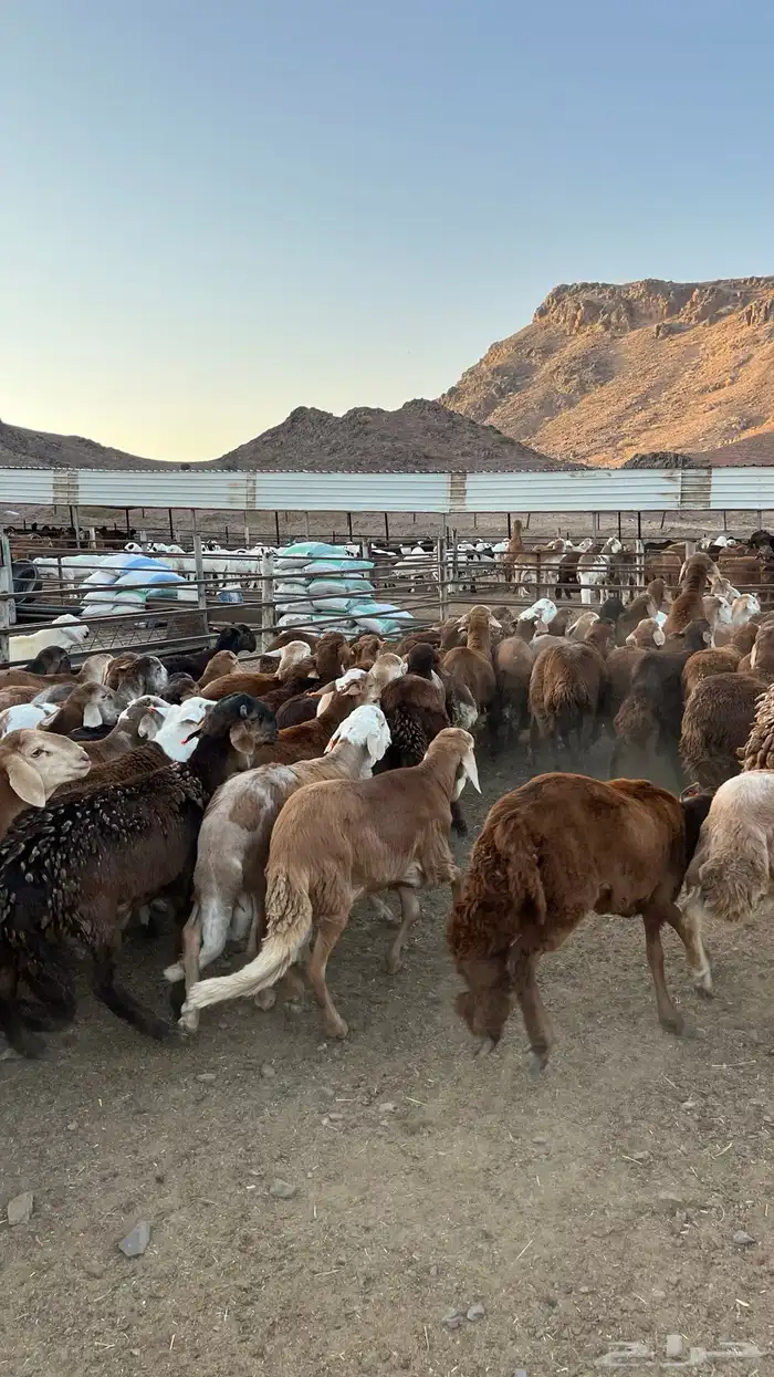 طليان سواكن حمري جادعان 12