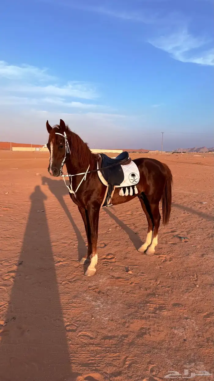 حصان للبيع 0