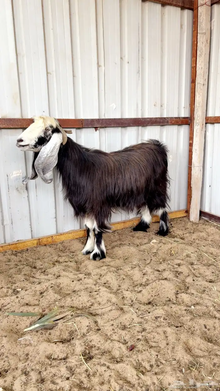 عنز عارضيه سديس جرم وصحة ونظافه 4