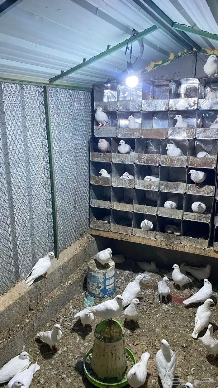 للبيع مستعجل حمام فرنسي جامبو 1