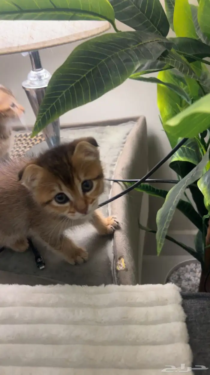 قطط للتبني 0