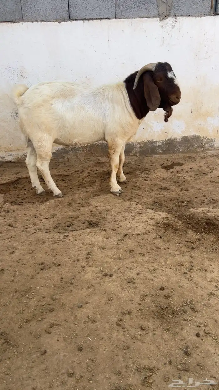 تيس فحل بورقوت دم نقي 2