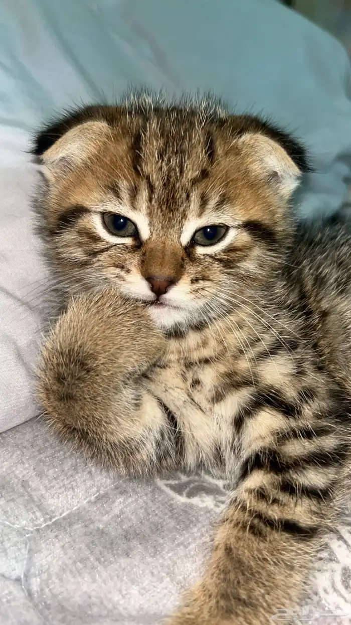 قطط سكوتش فولد صغار مع امهم للبيع 4