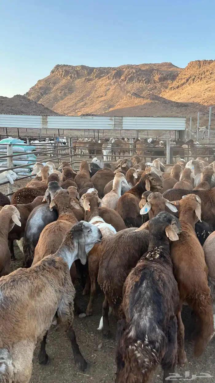طليان سواكن حمري جادعان 7