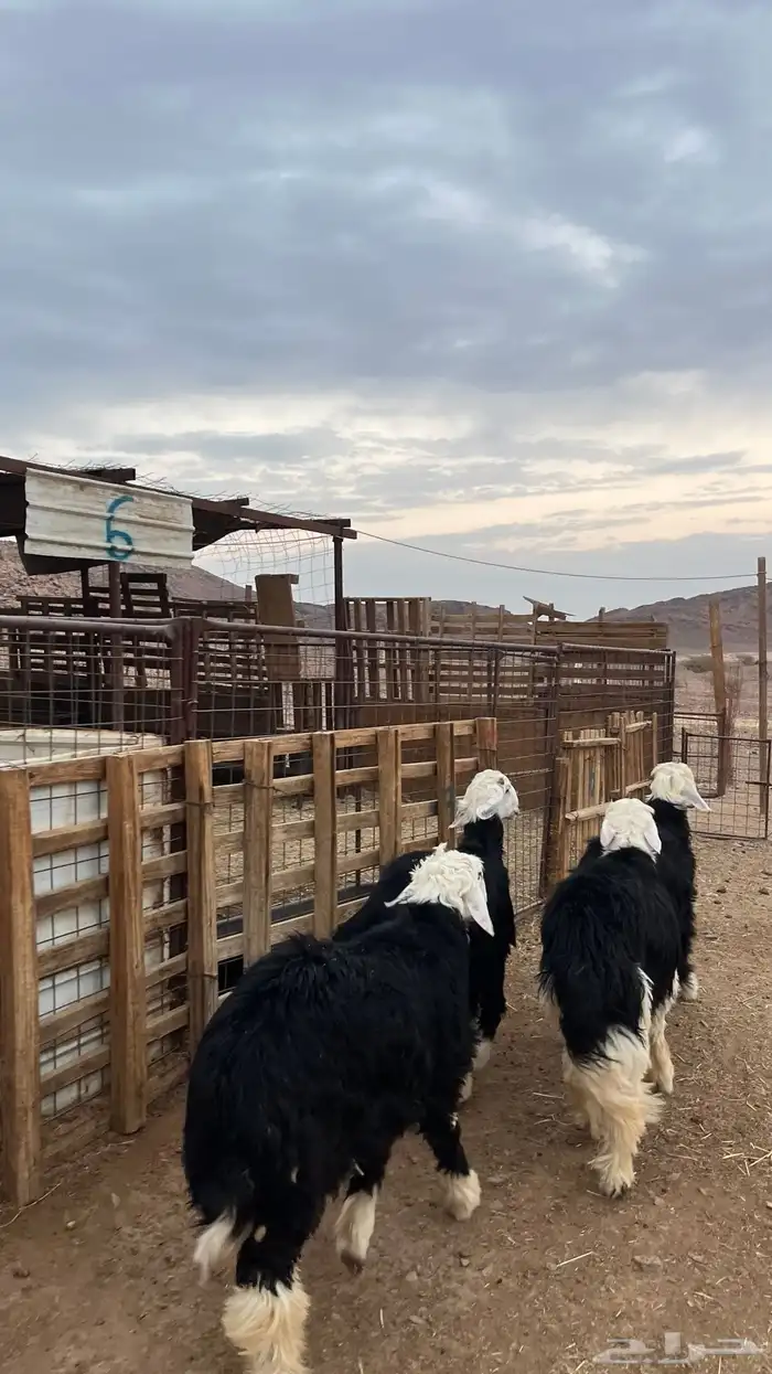 ذبائح طليان حري-نجدي-سواكن-نعيمي-تيوس 13