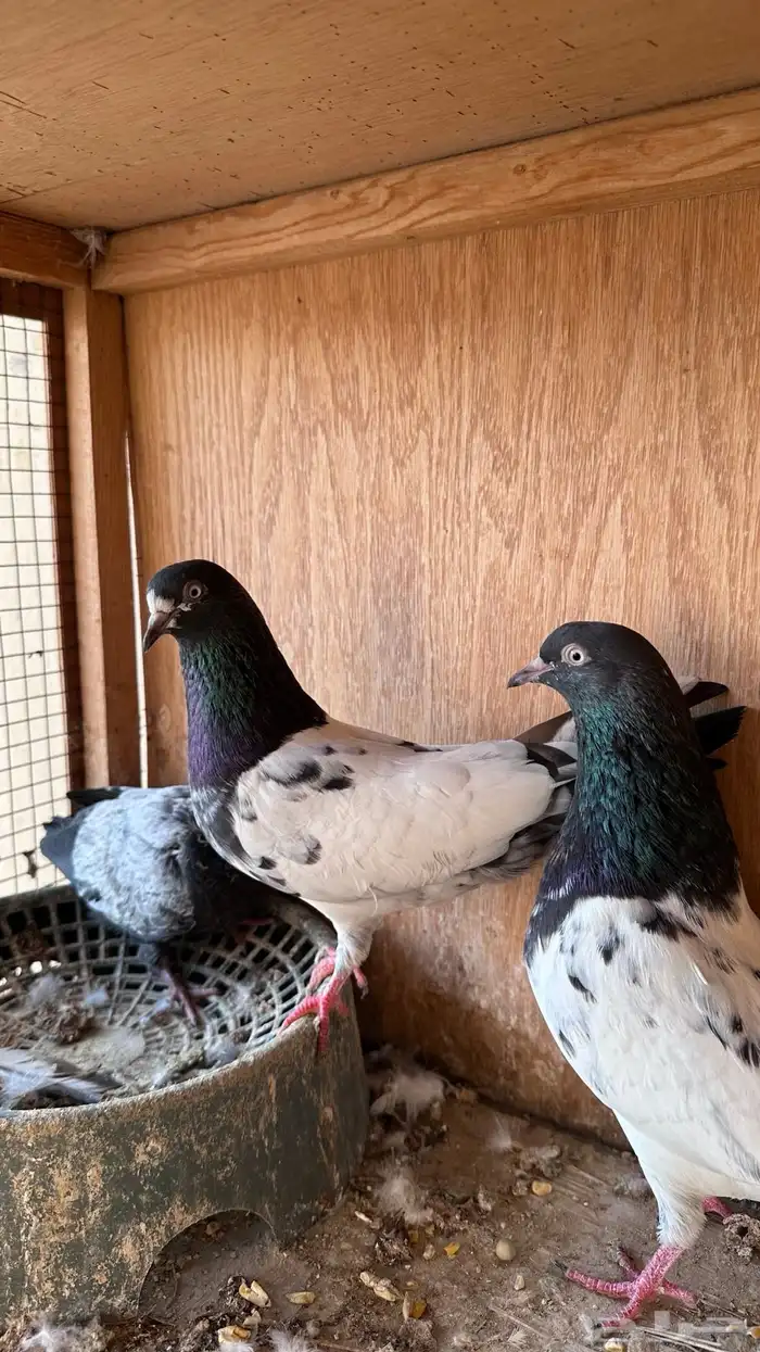 حمام باكستاني 0