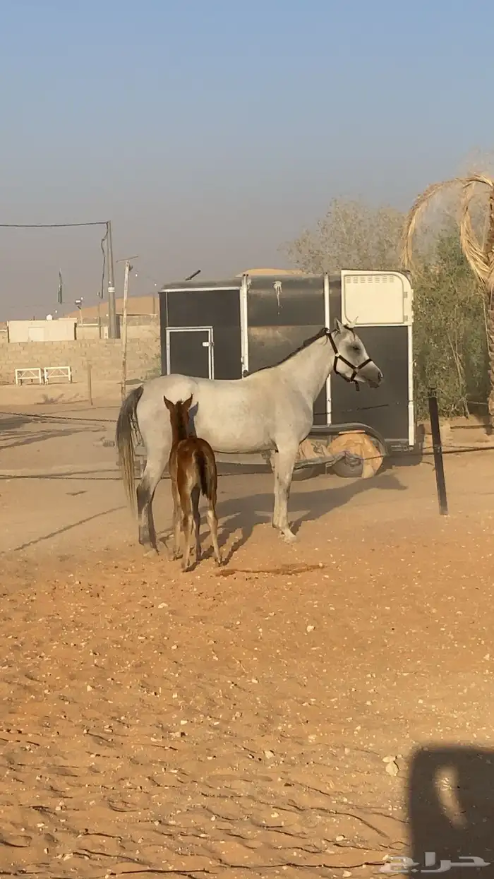 فرس واهو معه مهره   تم البيع 1