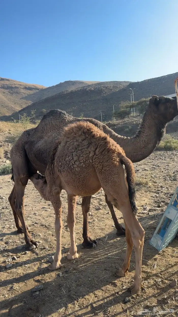 قعودين للبيع 0