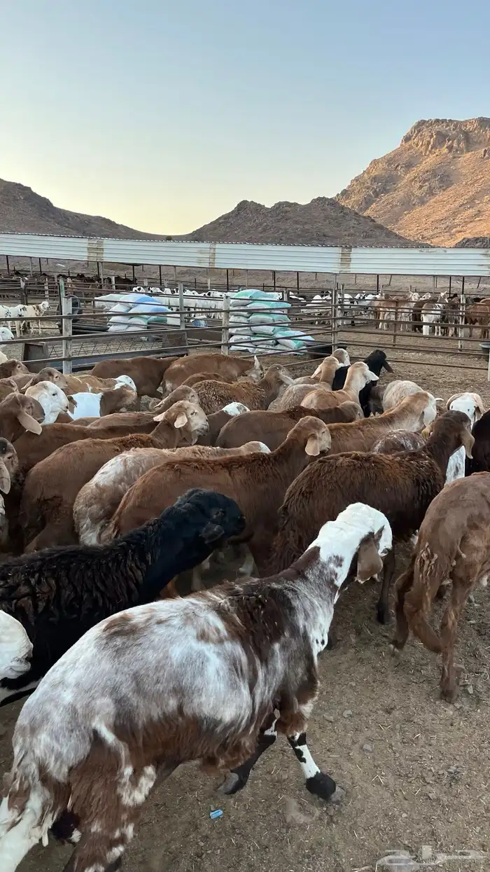 طليان سواكن حمري جادعان 20