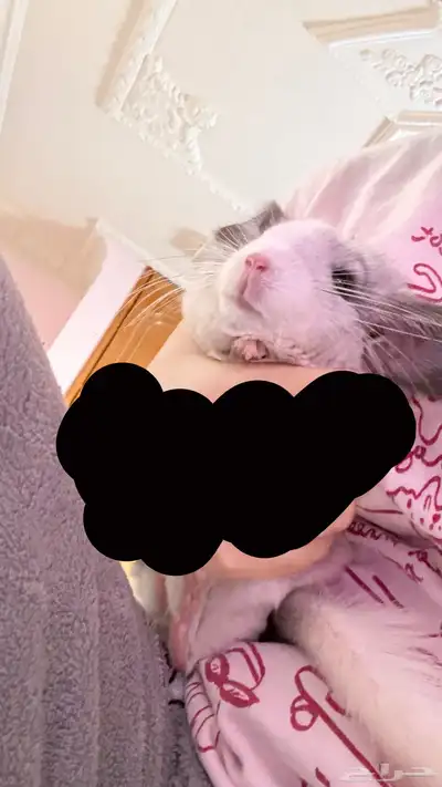 شانشيلا للبيع index