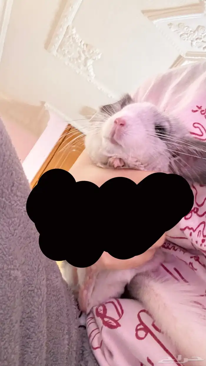 شانشيلا للبيع 2