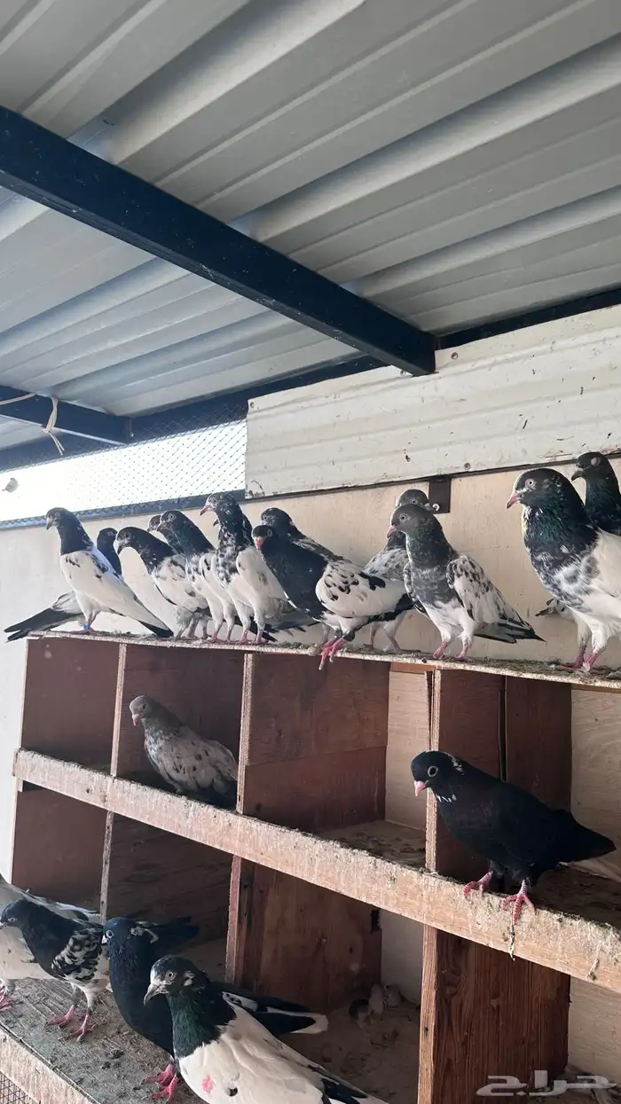 حمام باكستاني 4