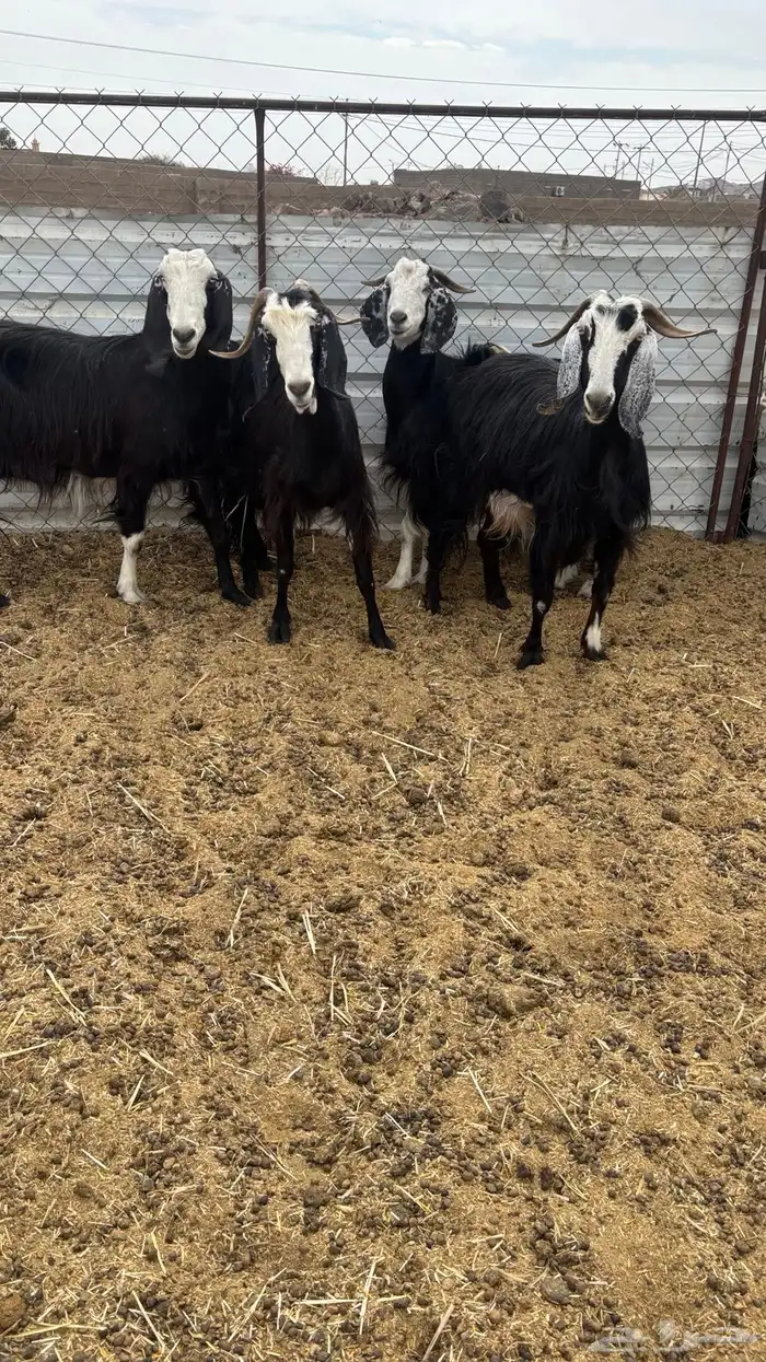 معزا مضاريع 4