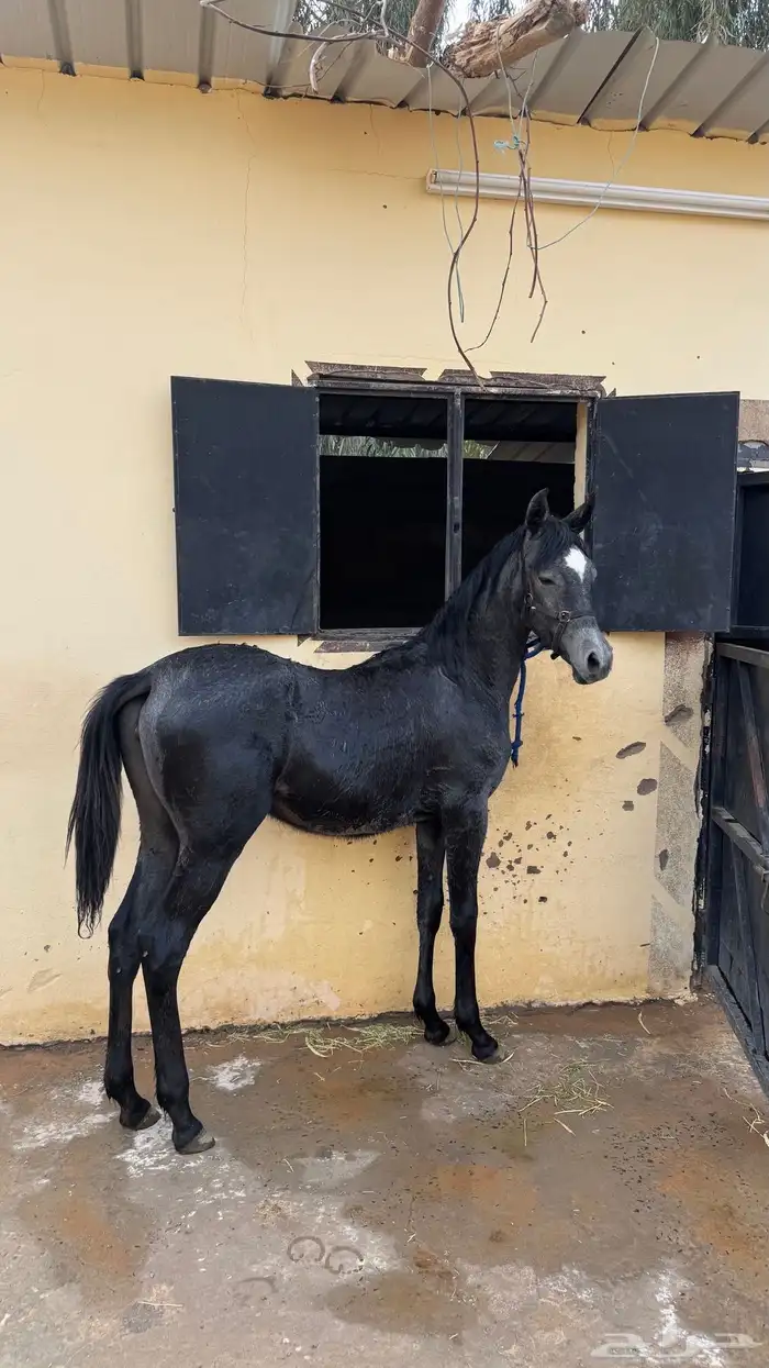 مهره عربيه ورق للبيع 1