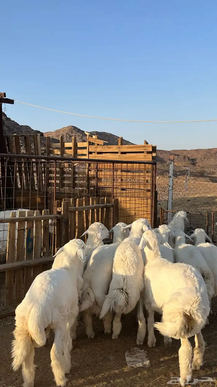 ذبائح بجميع انواعها 23