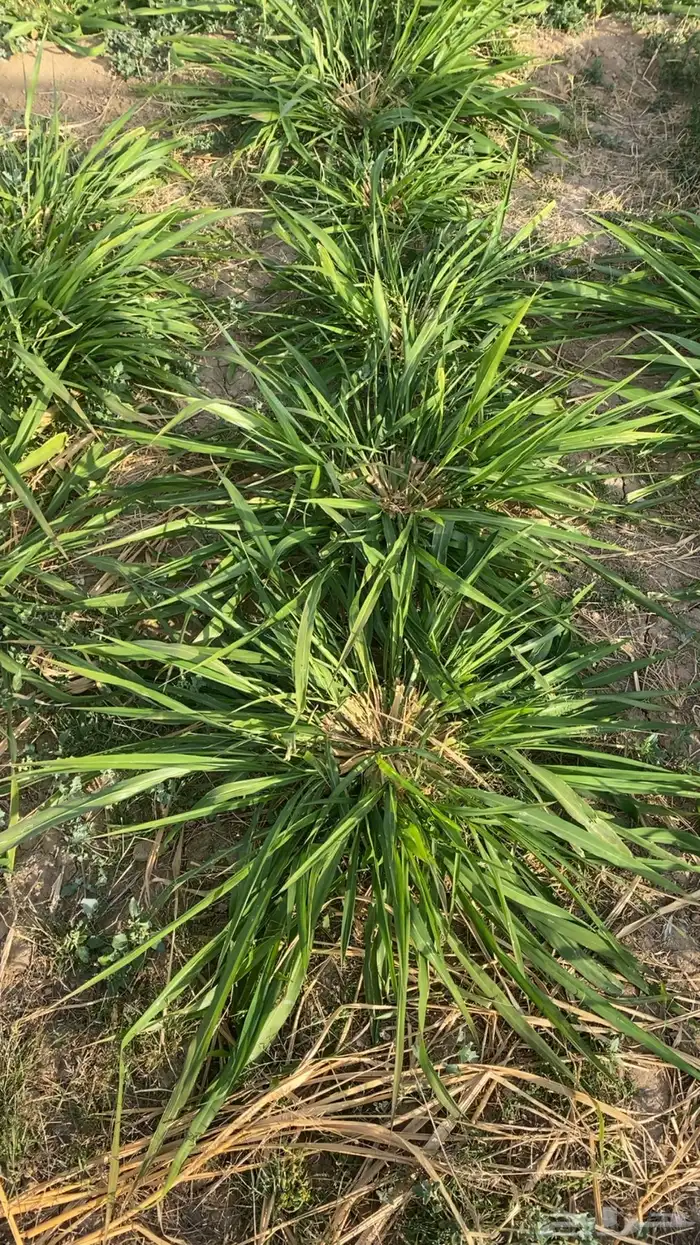 يوجد بنكام اسباني 1