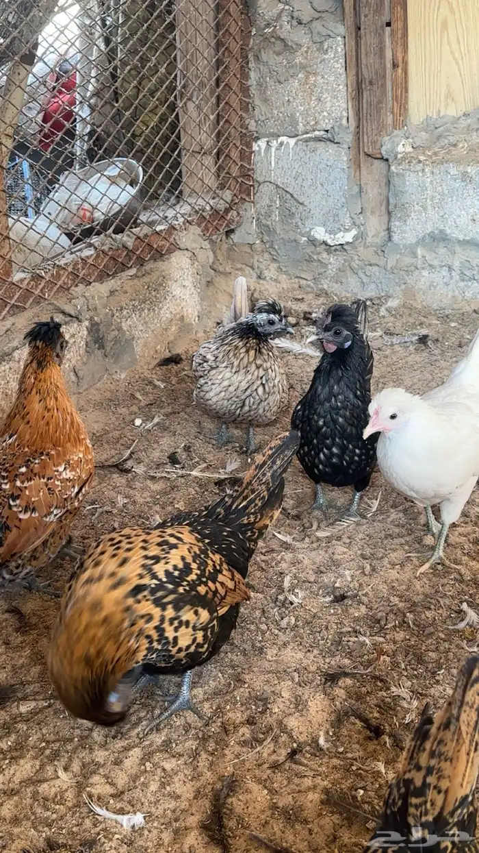 دجاج كويتي حباحب للبيع 5