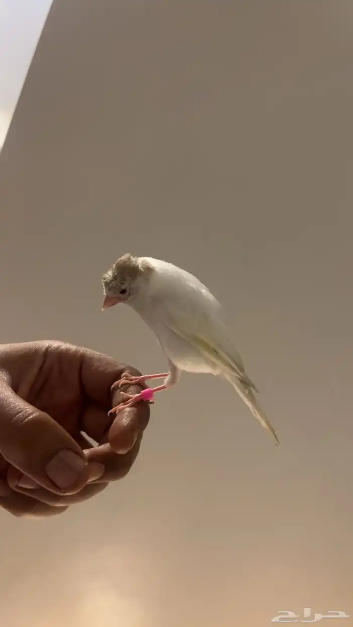 كناري أليف 0