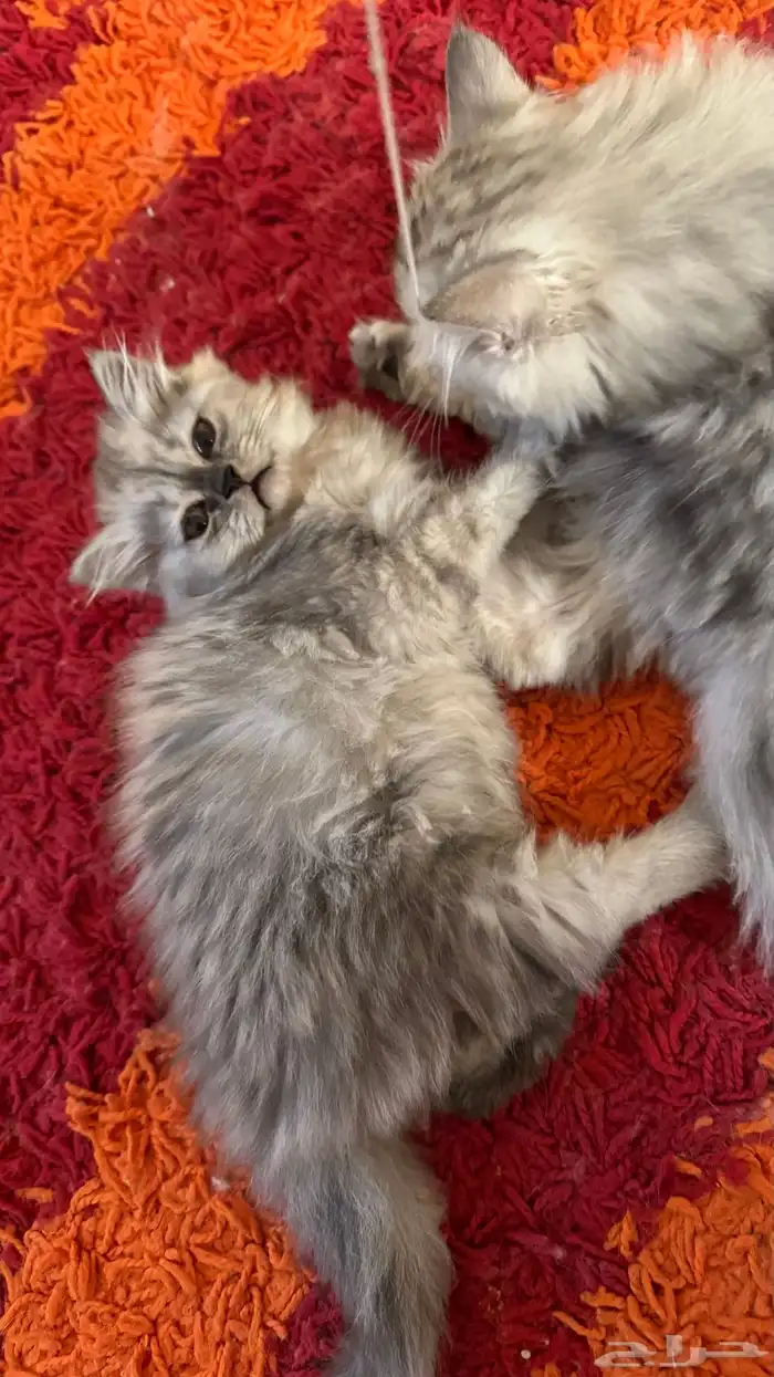 قطط شيرازي أمريكي ذكر وأنثى للبيع ب 200 ريال 6