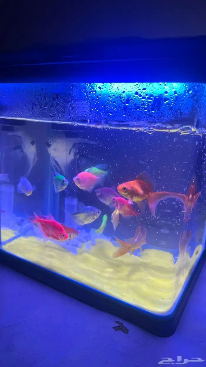 حوض سمك فيه 22سمكة 4