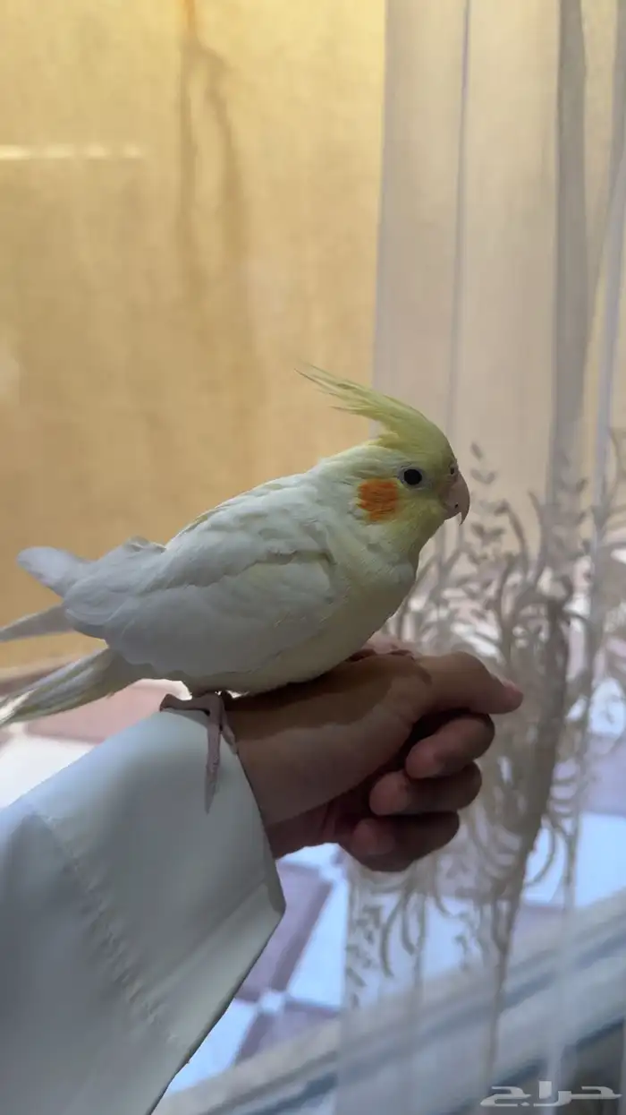 ببغاء كروان كوكتيل العمر 10 شهور اتوقع 5