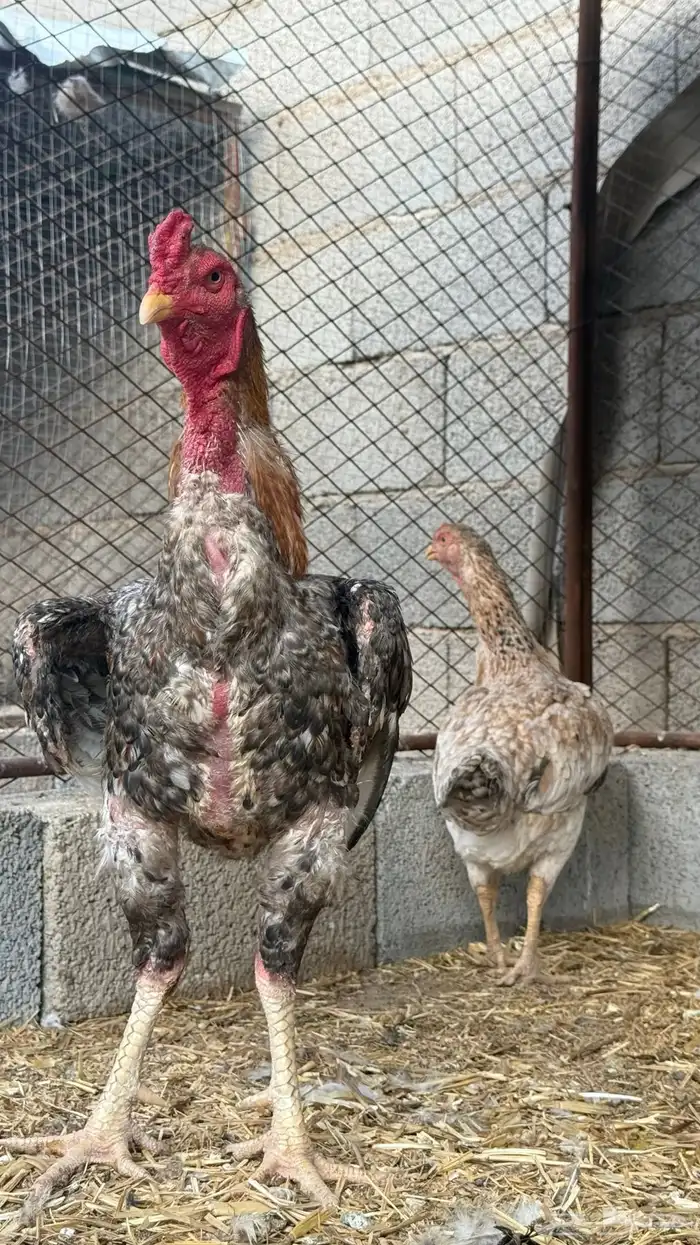 دجاج باكستاني شامو ياباني 3