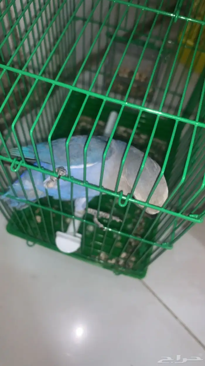 روز ازرق هدد 1