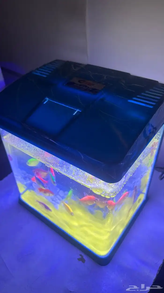 حوض سمك فيه 22سمكة 3