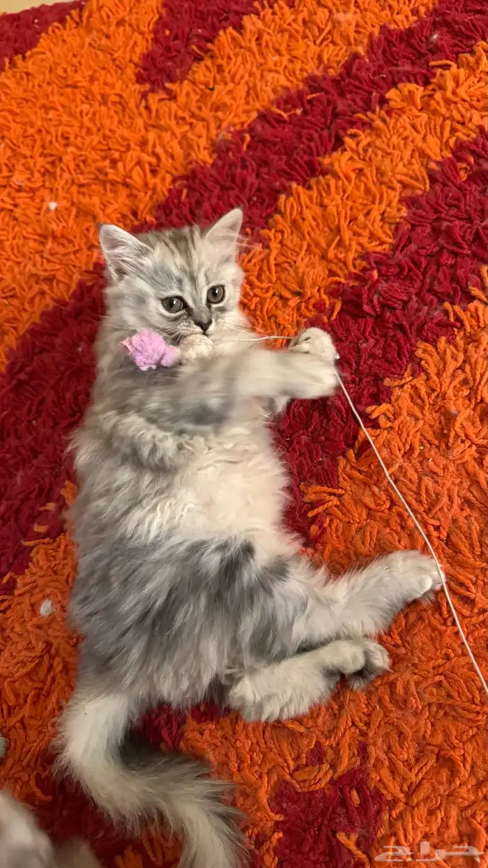 قطط شيرازي أمريكي ذكر وأنثى للبيع ب 200 ريال 3