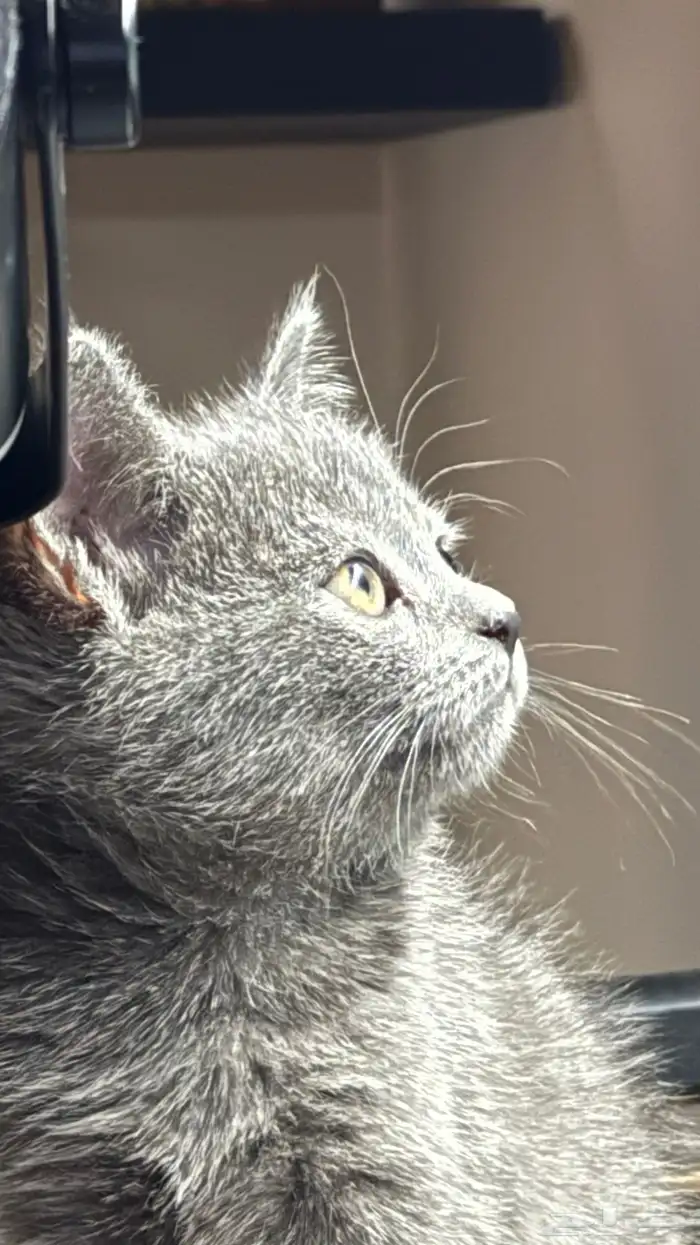 قطة British Shorthair أنثى لون رمادي فاخر للبيع بالرياض 2