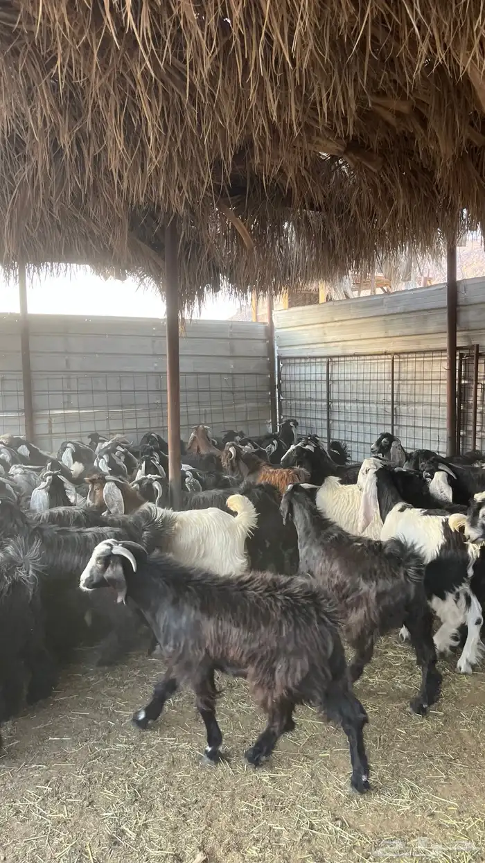 ذبائح بجميع انواعها 15