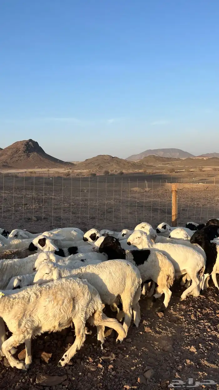 طليان سواكن شبيه الحري دمازين مرابى جادعان 10