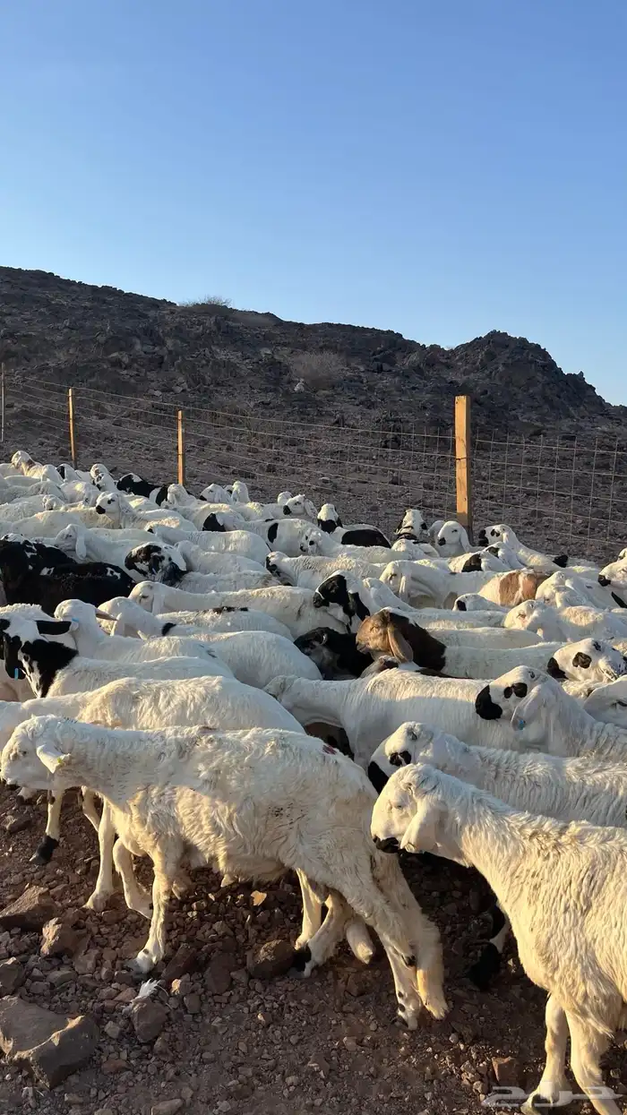 طليان سواكن شبيه الحري دمازين مرابى جادعان 12