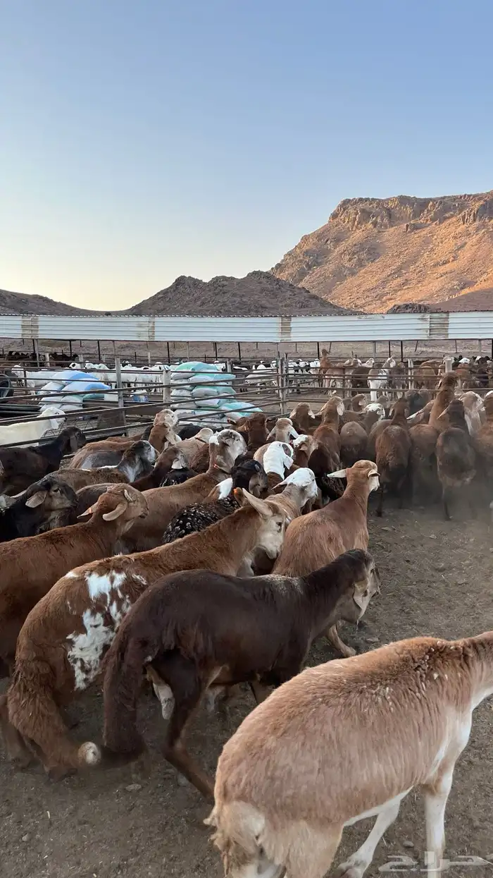طليان سواكن حمري جادعان 11