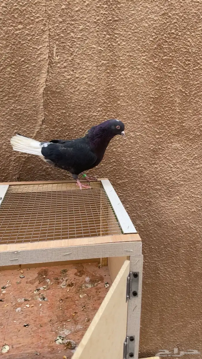 للبيع حمام قطايف و محاكر 5