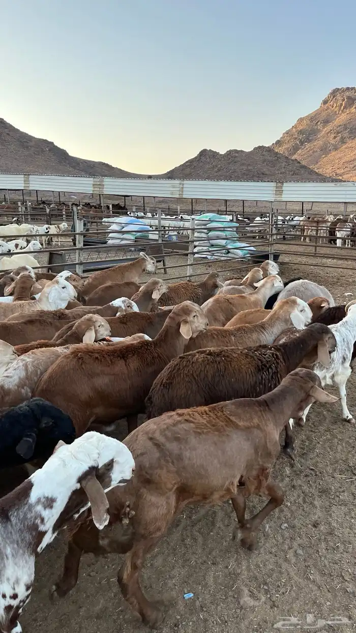 طليان سواكن حمري جادعان 21