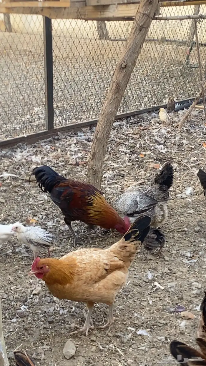 دجاج بلدي حضان 2