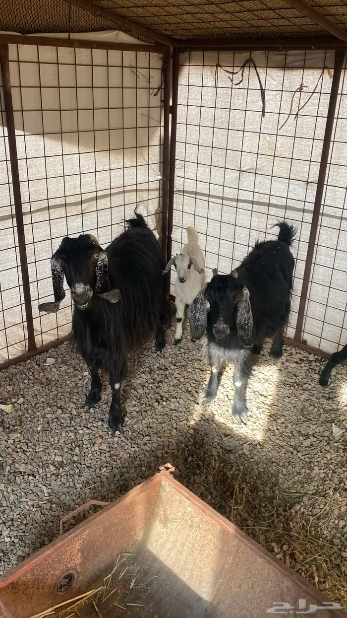 معزا ثنتين معها تيس وجفره روم وديوسها سليمه 0