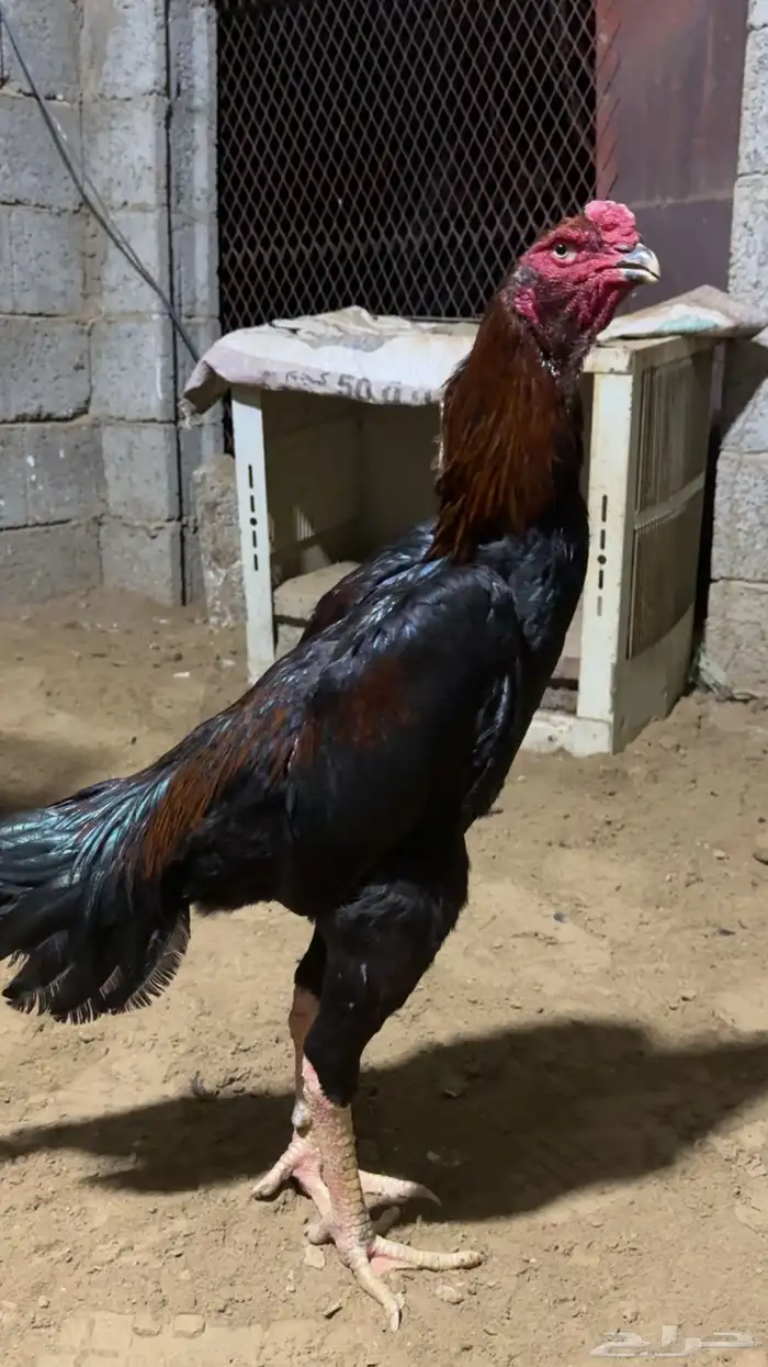 ديك شامو الماني 3