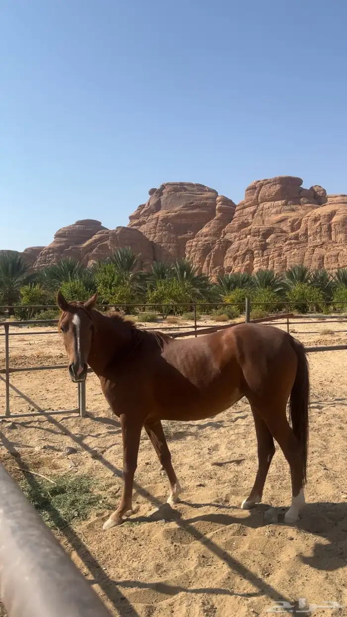 فرس عربي اصيل نشيط السوم يبدا عندكم 3